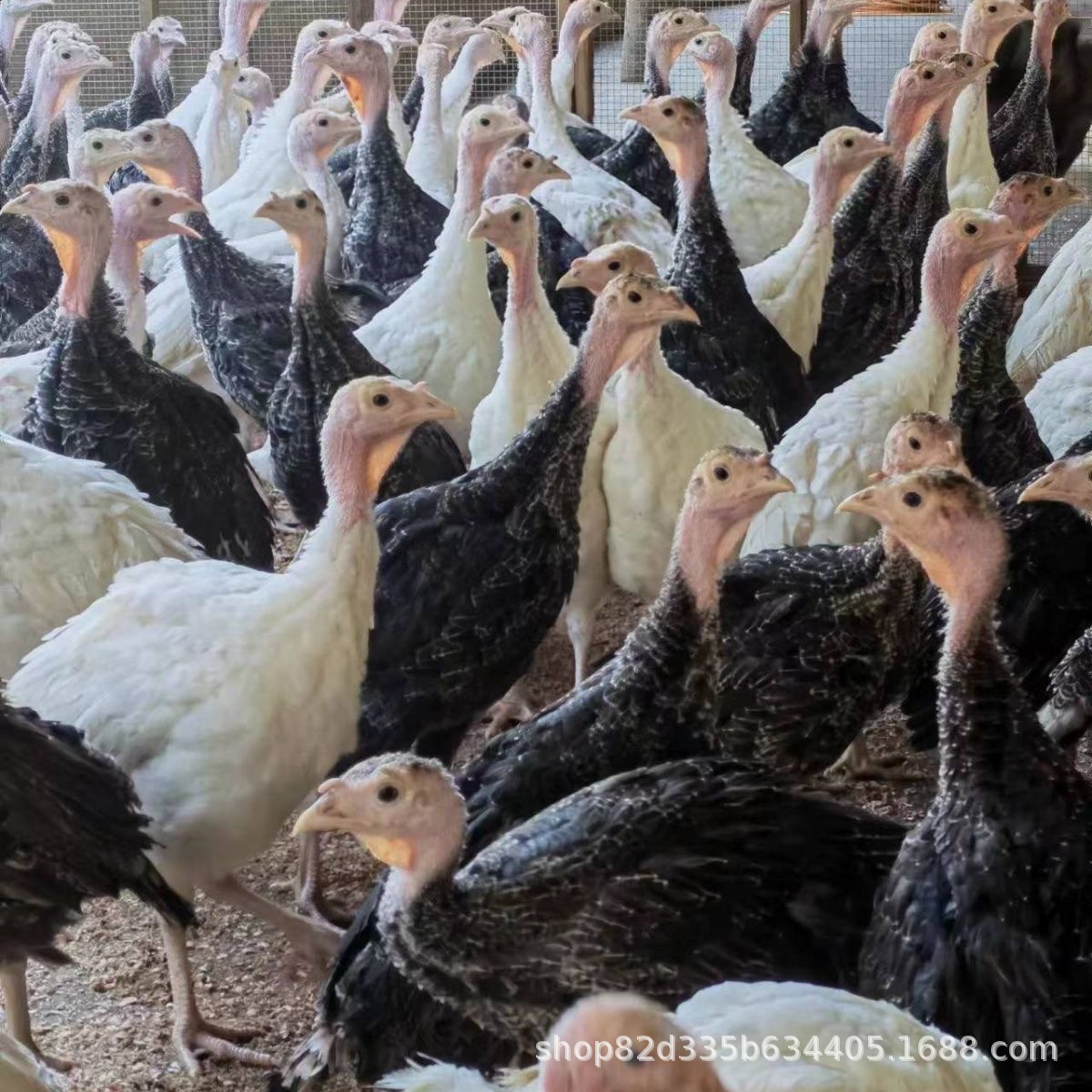 现货火鸡尼古拉火鸡青铜火鸡大种火鸡苗活体火鸡幼苗现货批发