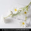 Dutch chrysanthemum white