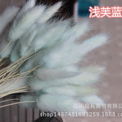 Hierba de cola de conejo flor seca hierba de cola de conejo blanco un montón de 50 piezas