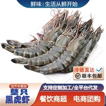 特大黑虎虾新鲜速冻海捕大虾大号老虎虾无冰活冻九节虾冷冻水产