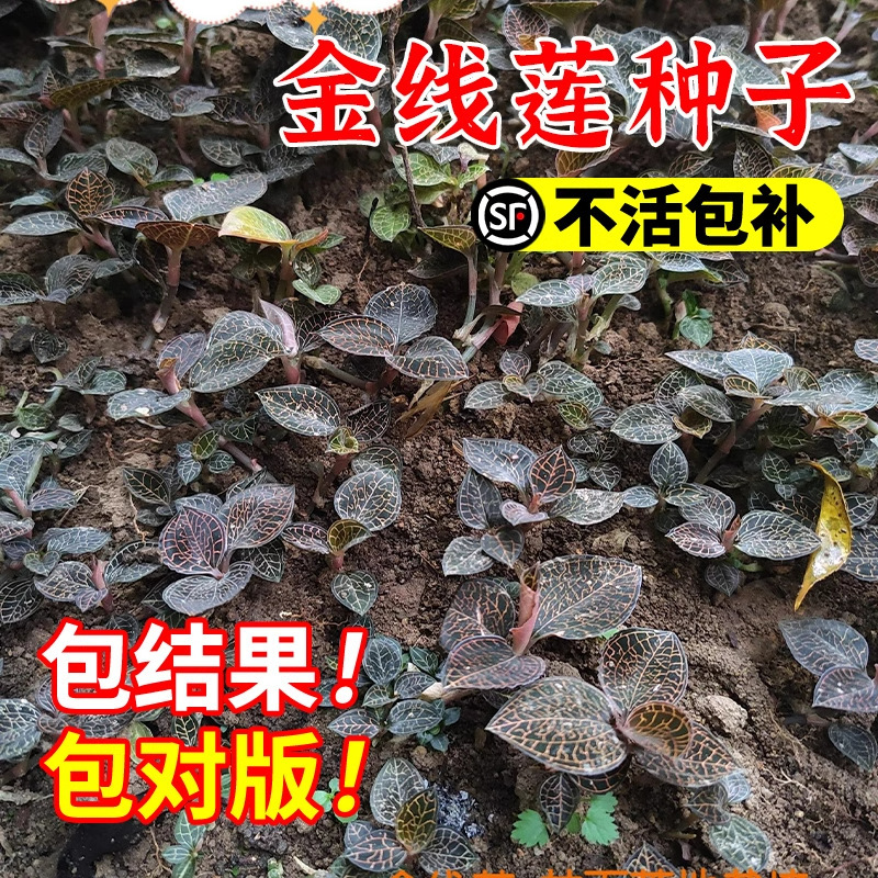 金线莲种子金线莲种苗金丝桃狗胡花金线蝴蝶过路黄稀有金线兰苗