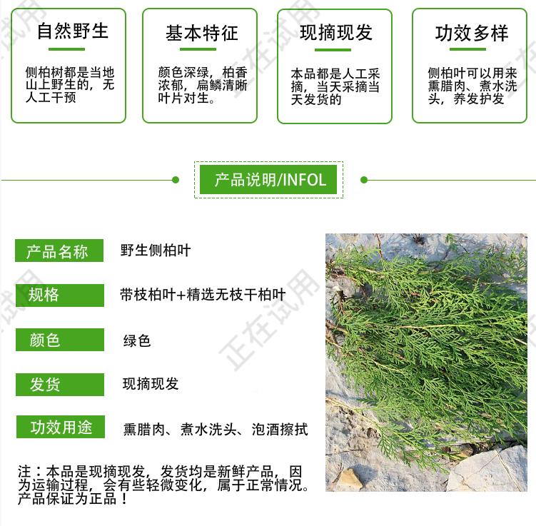 纯野生新鲜现摘侧柏叶扁柏叶柏树枝叶洗头发养发护法泡酒烟熏腊肉-阿里巴巴