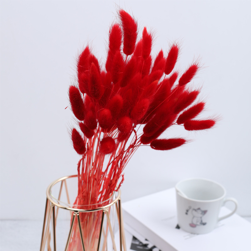 붉은 토끼꼬리풀