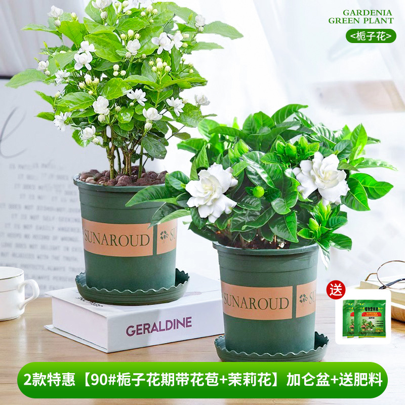 2 ofertas especiais [90 # Gardênia com botões + jasmim】vaso de galão + fertilizante grátis