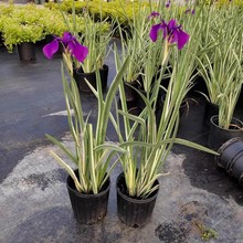 ~sԻRˮ̨ͥԺ쾰͟Ứ~Ѷ޸ֲ