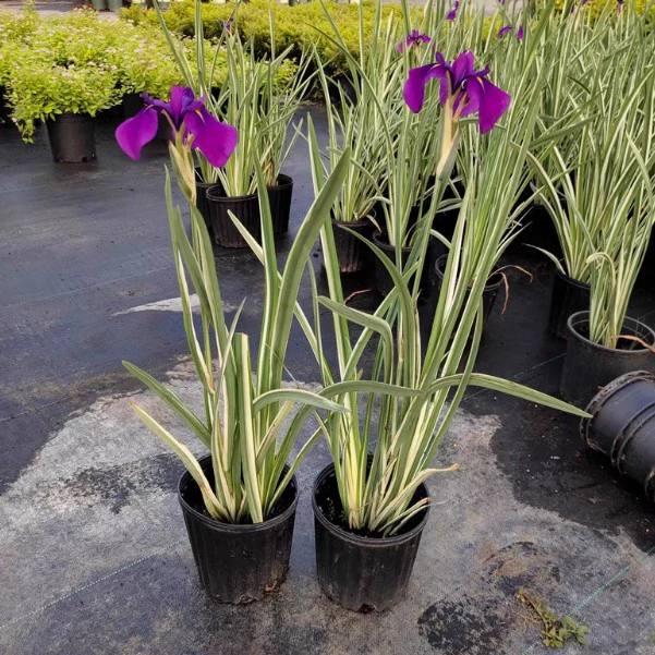 Мозаика нефрит Цикада 8-12 бутоны 1 галлон завод многолетний цветок зеркало завод горшок Сад Двор земля