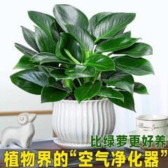 逸品の金ドリルの鉢植えの植物の緑の王女の水培緑植はホルムアルデヒドを除いて放射を防ぐ室内の多肉の四季がよく養います。