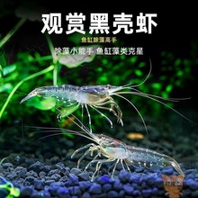 黑壳虾草缸清洁虾乌龟龙鱼饲料除藻虾观赏虾工具虾草虾活体虾米虾