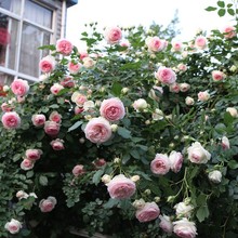 薔薇花苗爬藤月季盆栽四季開花玫瑰花苗花卉歐月大苗帶花苞庭院