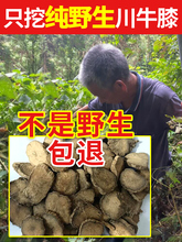 爷爷挖四川深山纯野生川牛膝500g中药材片饮怀粉牛膝牛夕牛七牛漆