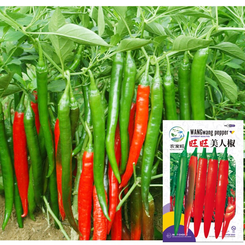 Beautiful Pepper Seeds, Thin-Skinned, Extra Spicy, Potted Plants for Home Gardens, Hangzhou Peppers, Seven-Color Peppers, Millet Peppers, Red Pepper Seeds