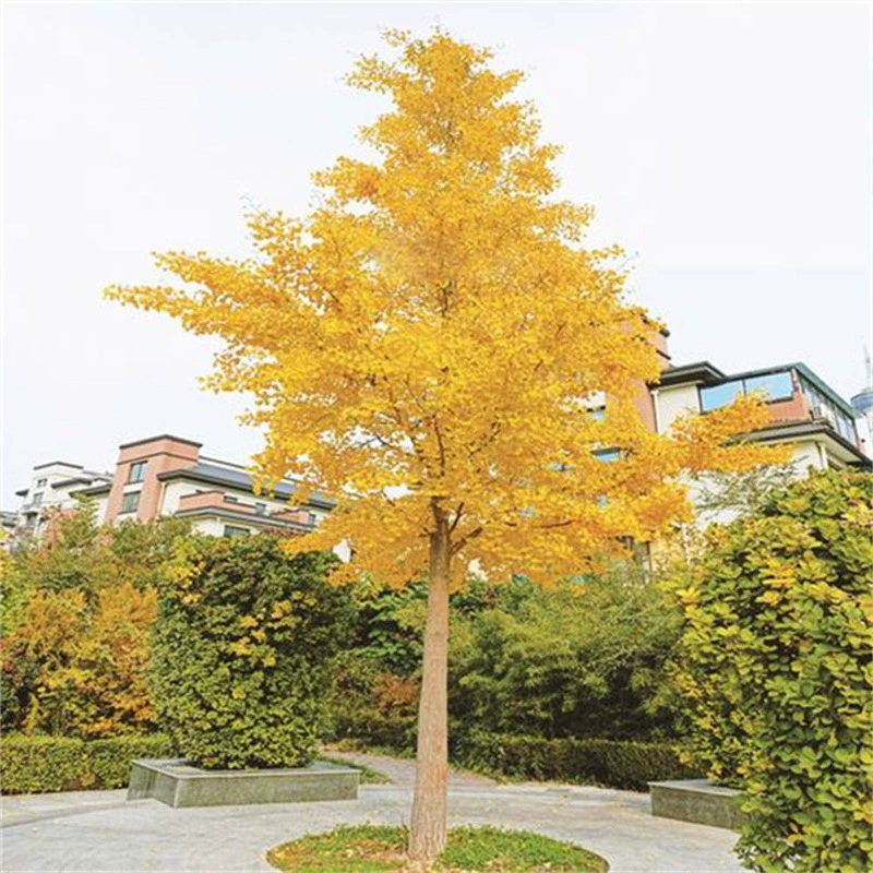 Гинкго Рассада Виллы Зеленые рассады Посадка деревьев Гинкго Южное и Северное Посадка