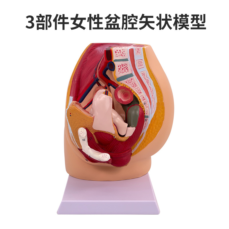 ��ǻģ��Ů��ʸ״����ģ����ֳϵͳ������������ϵͳ��ѧģ��ҽѧ