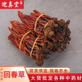 中药材批发供应 回春草 顶天柱整颗无碎泡酒料整捆不老草产地货源