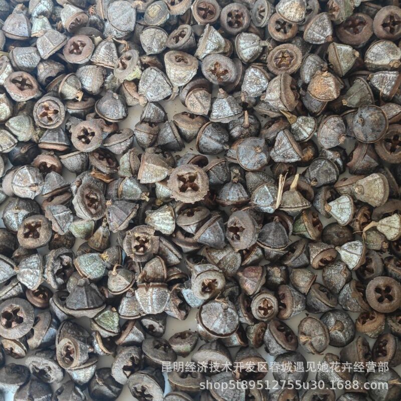 Eucalyptus Fruit Cross-Cut Pieces Wholesale Handmade DIY Materials Yunnan Dried Fruits Bulk Purchase Preferred Eucalyptus Fruit Cross-Cut Pieces Wholesale Handmade DIY Materials Yunnan Dried Fruits Bulk Purchase Preferred