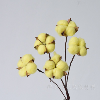 浅黄棉花带杆 10枝