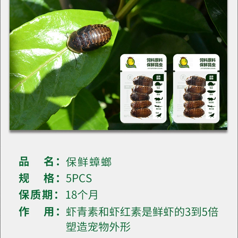 Оптовая продажа химера Лизард Морнеа Дракон Рем Тримус Драконье кормление Dubia таракан Неживые живые насекомые домашние животные
