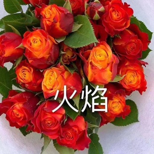 �����ļ�õ����¼���Ʒ�N �r�л��� ��ɫ����õ�廨�� �Sõ��