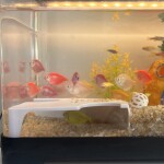 abs观鱼隧道水族馆双孔鱼缸装饰仿真生态躲避屋观赏鱼多孔躲藏洞