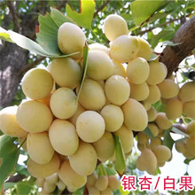 һ�����l���~�y�Ә���׹�����ͥԺ�e���G����ľ�е����y�Ӵ����