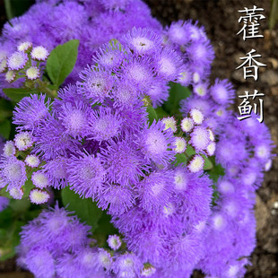 ���l޽���E���N���ļ����N�_���׻����Ծ��^ͥԺ�ر�ֲ���{���ڻ�