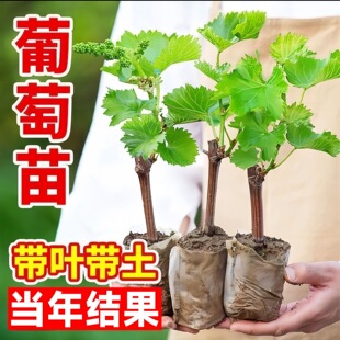 һ�����l���ј���ꖹ�õ��ͥԺ�̨�ϱ����Nֲ���䎧�����~���Ԯ�