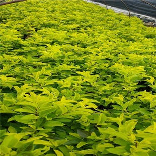 �S���~ ���~���B�N  �S��÷С�� ���ݻ���ֱ�l��r �������l�Gֲ