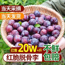 正宗四川脆红李子凤凰五月脆新鲜水果脱骨青脆李半边红茵红