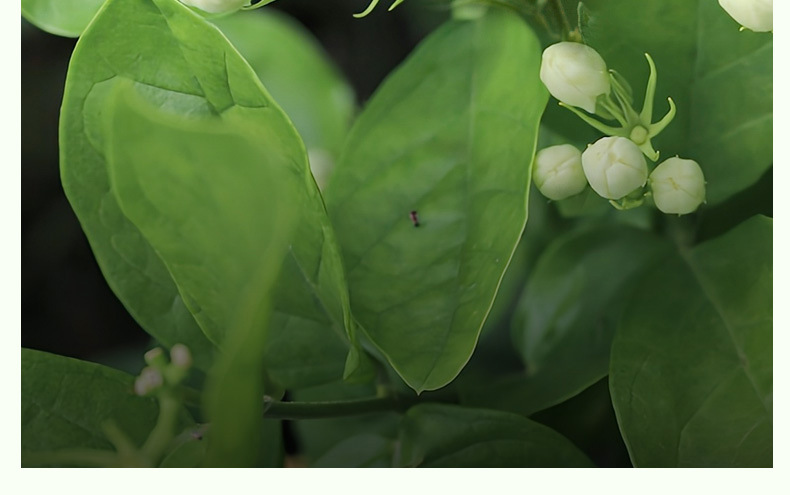 Snow Pear Jasmine Tea 80g Bag 10 Cold Brew Sachets Sugar Free Floral Fruit Tea quality and texture