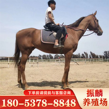 陝西寶雞騎乘馬匹 蒙古馬 伊犁馬 半血馬 馬駒多少錢