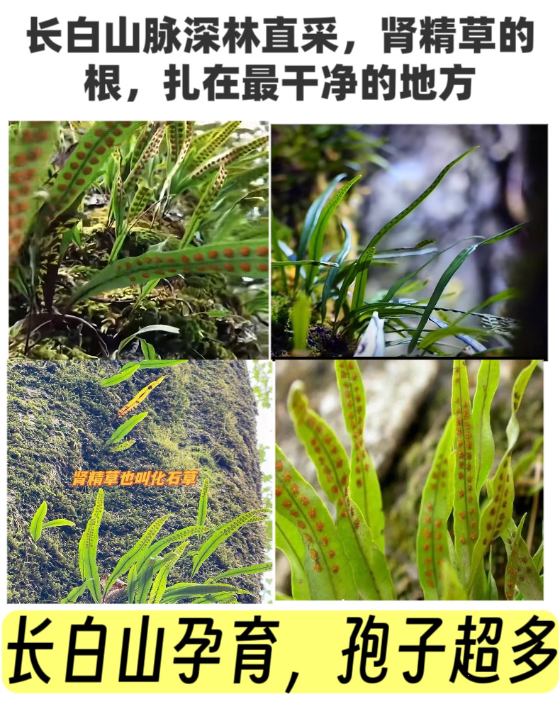 Shen Jing Cao Kidney Essence Tea Wild Dried Herb for Daily Infusion 100g with Goji key features