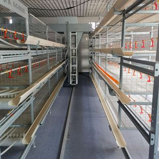 定制鸡笼子养鸡场 养殖笼养鸡笼子自动滚蛋鸡笼子蛋鸡笼-阿里巴巴