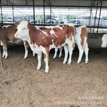 肉牛养殖 鲁西黄牛肉牛的价格 改良肉牛牛犊适合圈养吗