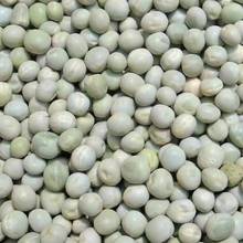 当季新货青豌豆仁农家自产干豌豆鸽鸟粮五谷杂粮原料一件代发批发