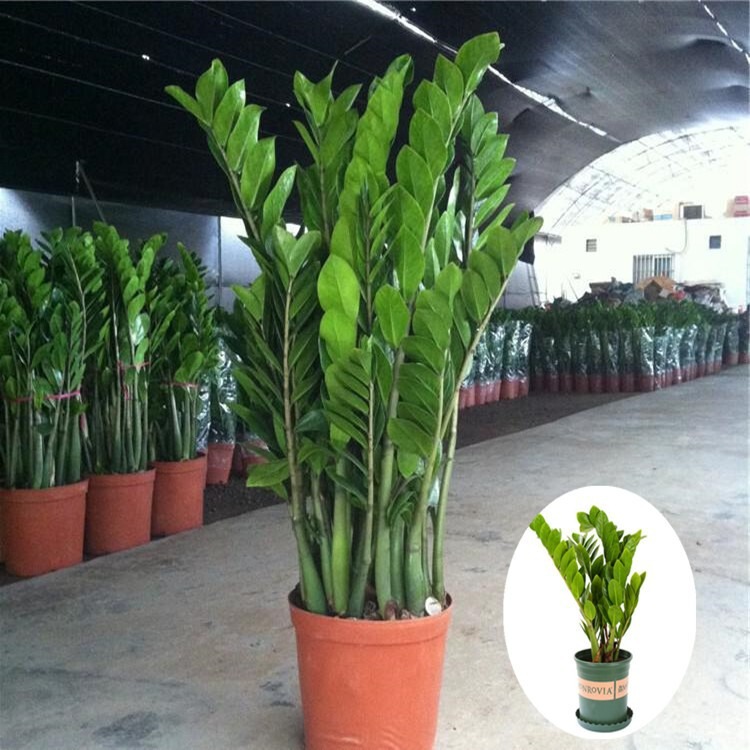 Money Tree Large Potted Plant Company Large Green Plant Housewarming Opening Gift Potted Plant Office Green Plant Money Tree