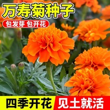 f۾շNӻNļN_ջϷf۾ճܽطN