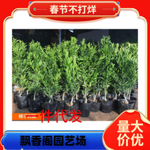 ���lɳ�ǽۘ����ϱ����Nֲ�o��ɰ�����Ӽ޽ӽ������Ե��Ԯ���Y��