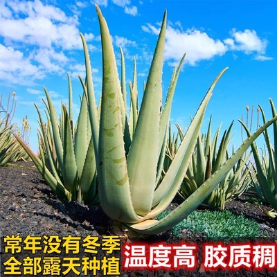 9년생 미아오 뷰티 4kg개 정도 1개