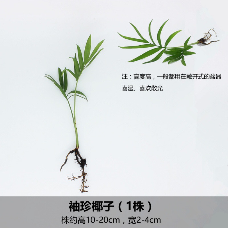 포켓 코코넛 (1 식물)