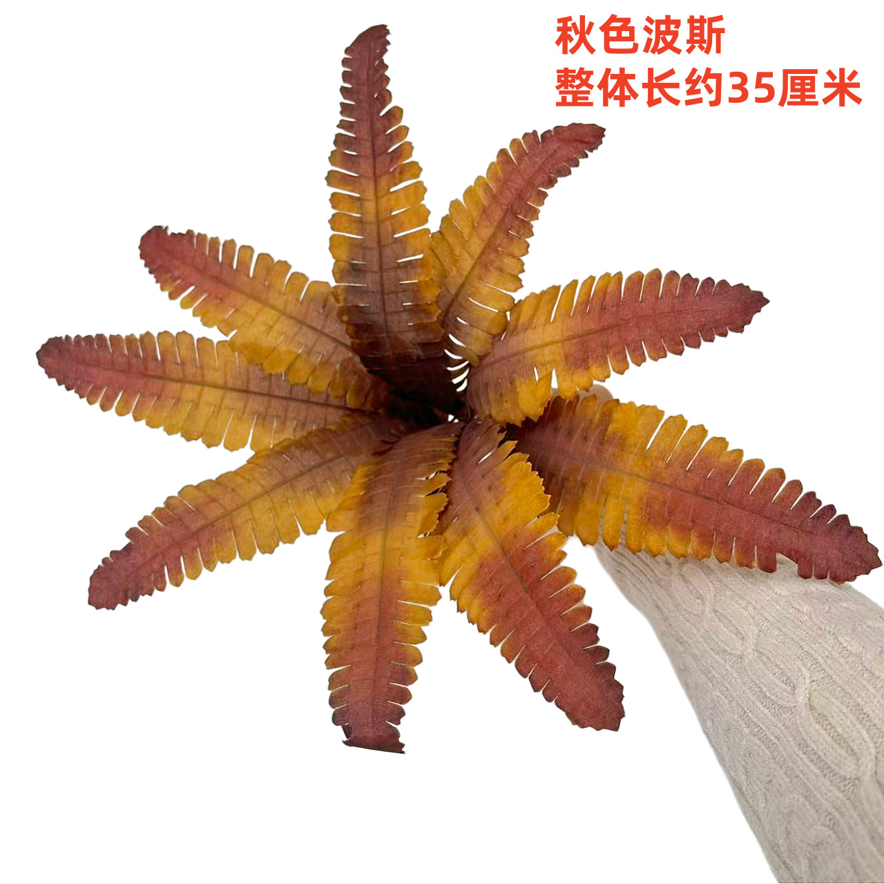 9葉秋ペルシャ（小葉）