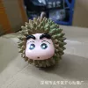 Дуриан 50% спелости 10 cm