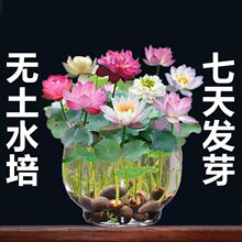 【7天发芽】碗莲种四季开花水培水养绿植睡莲荷花无土盆栽花卉