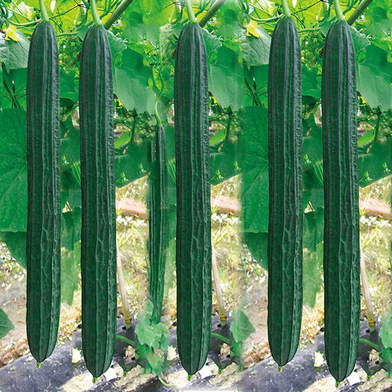 Extra-Large Extra-Long Eight-Ribbed Loofah Seedlings, Eight-Ribbed Spring Seedlings, Southern Four-Season Giant Seedlings