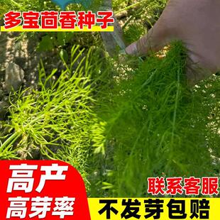 ��������N�Ӵ�����N���������{�ϷN���ļ��Nֲ�׳ɻ������߲���