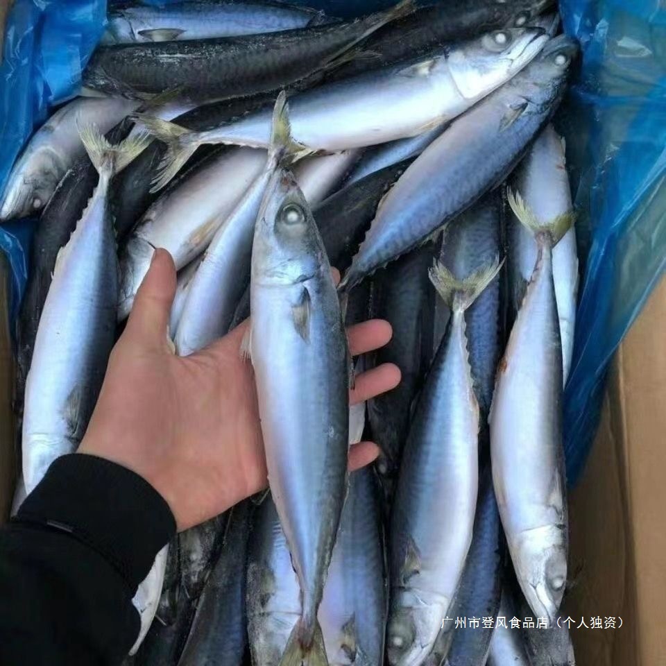 冷冻青条鱼 20斤青占鱼新鲜青条鱼一斤3-4条青条鱼鲅鱼青占鱼青鱼