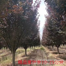 基地直销工程绿化苗木 速生紫叶李 大规格紫叶李价格货源充足