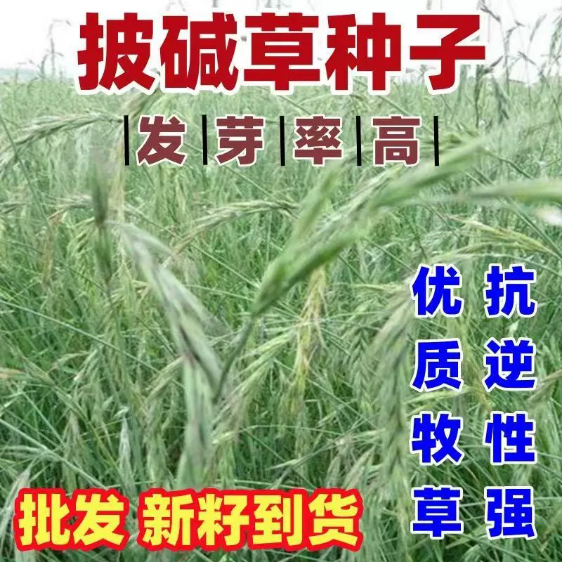 Семена Elymus, защита склонов, фиксация почвы, семена трав, устойчивость к песчаным бурям, засухоустойчивость, солено-Щелочная устойчивость, холодоустойчивость, многолетние четырехсезонные кормовые семена