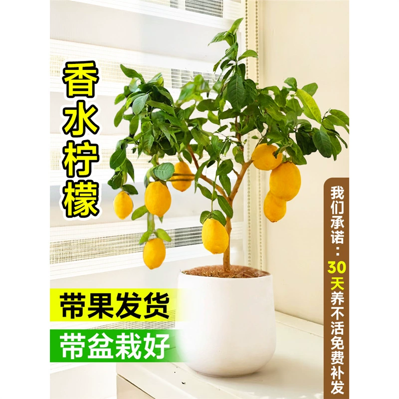 Парфюмерное лимонное растение в горшке с фруктами, съедобное зеленое растение для гостиной, комнатный настольный балконный цветок, легко поддерживать в любое время года