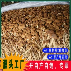 银耳;蘑菇;猴头菇