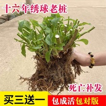 绣球花老桩苗带花无尽夏盆栽室内阳台庭院特大花卉耐寒植物四季开